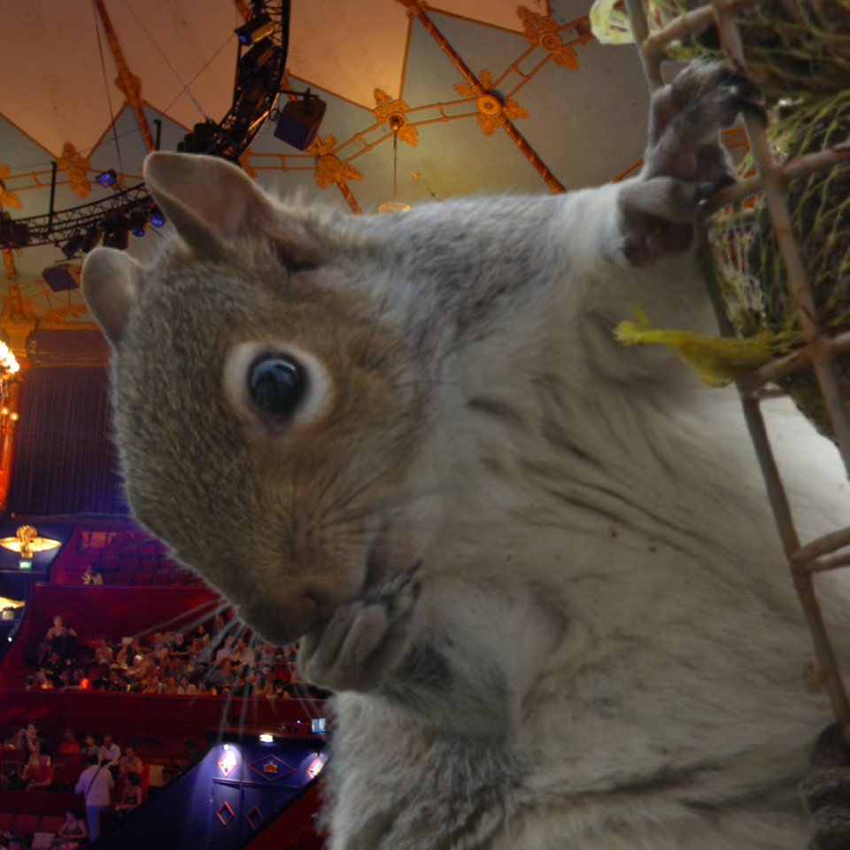 Not My Squirrel Circus, Not My Squirrel Monkeys